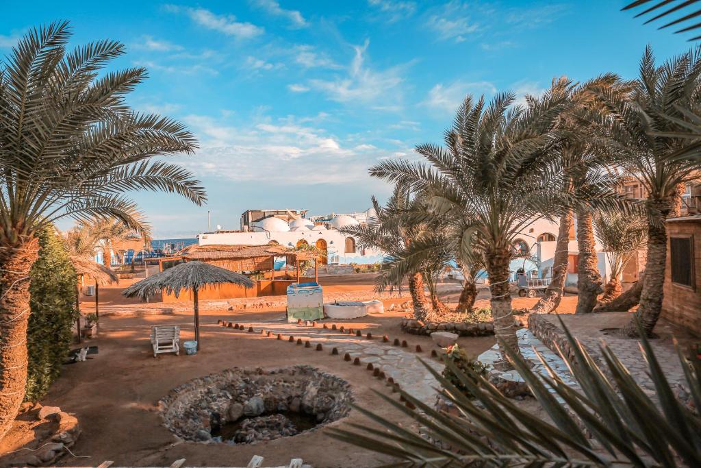 Dolphin Camp & Diving, Egypt