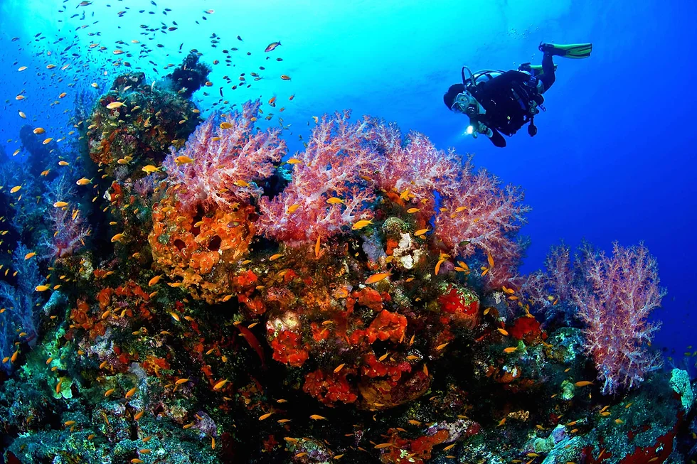 Best Diving Destinations in Egypt